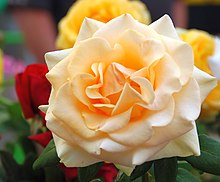 The "Marilyn Monroe" rose (8624096100) (3) (cropped1).jpg