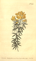 "[ 442 ] Genista Linifolia. Flax-Leaved Broom."