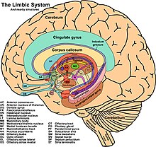 The condition can involve the limbic system of the brain, which mediates key functions within motivation, emotion, learning, and memory. The Limbic System and Nearby Structures - John Taylor.jpg