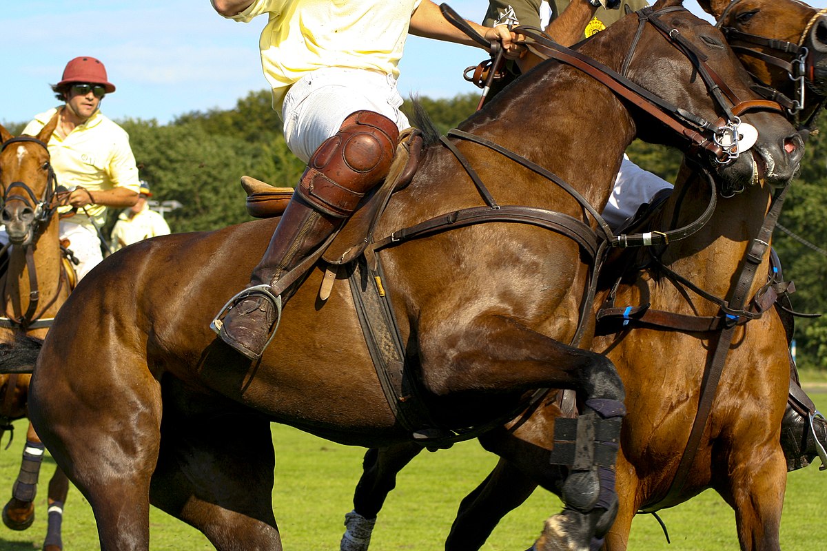 Horse Polo