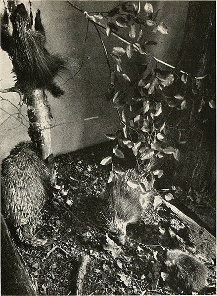 File:The babyhood of wild beasts (1917) (14755492462).jpg