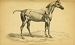 Thumbnail for File:The natural history of horses (Plate II) (5951382631).jpg