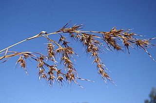 <i>Themeda quadrivalvis</i> Species of grass