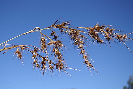 Themeda quadrivalvis.jpg