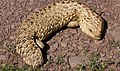 Un lézard pomme de pin, en Australie. Il fait partie de la famille des scincidés.