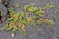 Pelargonium capitatum