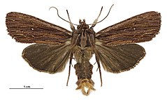 Tmetolophota steropastis male.jpg