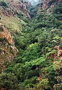 Bilde av kratt i Tonquani Kloof i Magaliesberg.