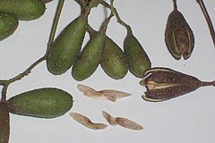 Toona ciliata - capsules and seeds