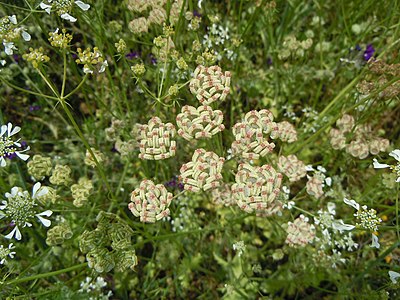 Infructescence