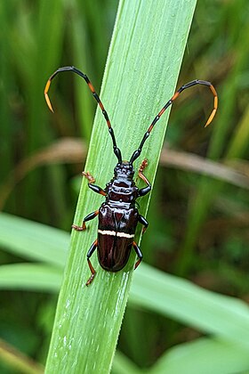 Fotografia de T. succinctus em Paramaribo, Suriname.