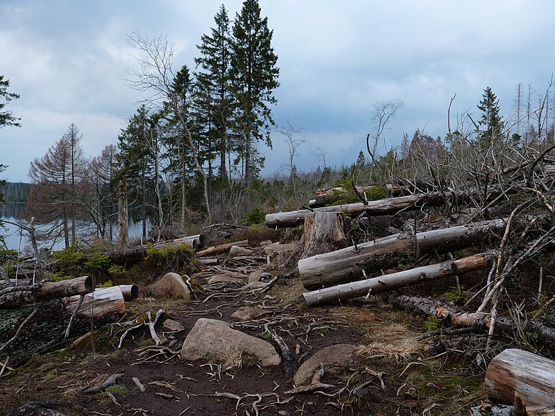 File:Trail at east of the Oderteich 03.jpg