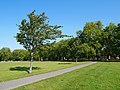 Tree and path in Victoria Park.