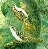 Treecreepers14.jpg