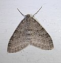 Hình thu nhỏ cho Trichopteryx (Geometridae)