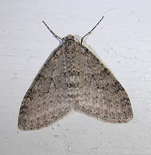 <i>Trichopteryx</i> (moth) Genus of moths