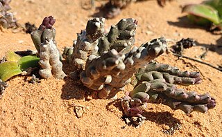 <i>Tridentea pachyrrhiza</i> Species of plant