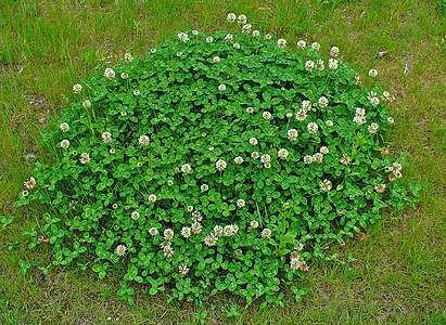 Trifolium repens