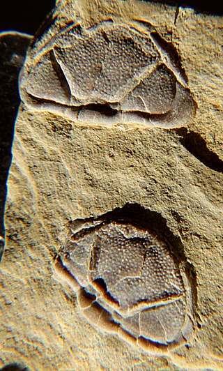 <i>Trimerocephalus</i> Genus of trilobites