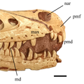 ホロタイプ標本の吻部