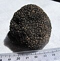 Миниатюра для Файл:Tuber aestivum Valnerina 013.jpg