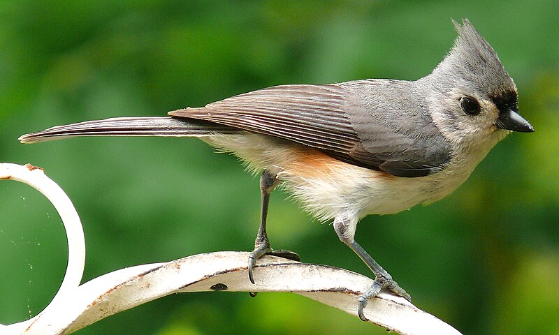 File:Tufted Titmouse-27527-2.jpg