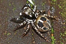 Skákavý pavouk s dvojím příznakem - Anasaitis canosa, národní přírodní rezervace Okeefenokee, Folkston, Georgia.jpg
