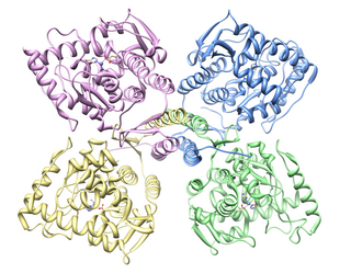 Tyrosine hydroxylase Mammalian protein found in Homo sapiens