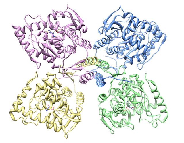 Ruimtelijke structuur van tyrosine-hydroxylase met vier afzonderlijke subunits.