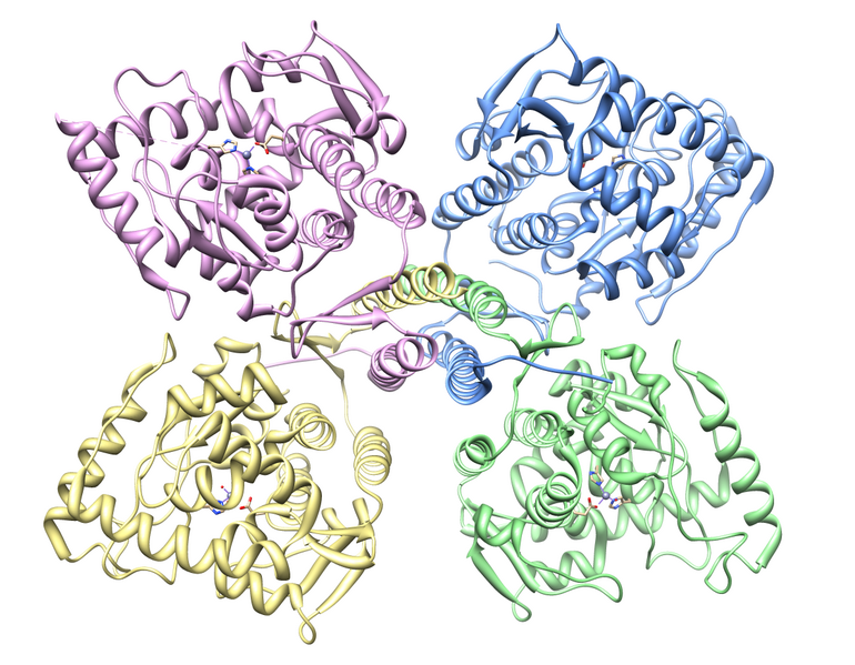 File:Tyrosine hydroxylase showing all four subunits.png