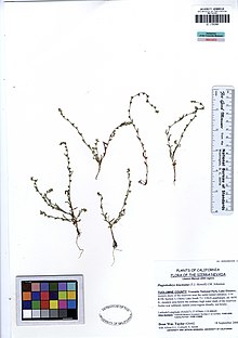 UC1755350 Plagiobothrys bracteatus.jpg
