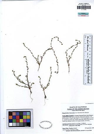 <i>Plagiobothrys bracteatus</i> Species of flowering plant