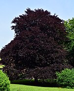 Uetersen copper beech monastery 01.jpg