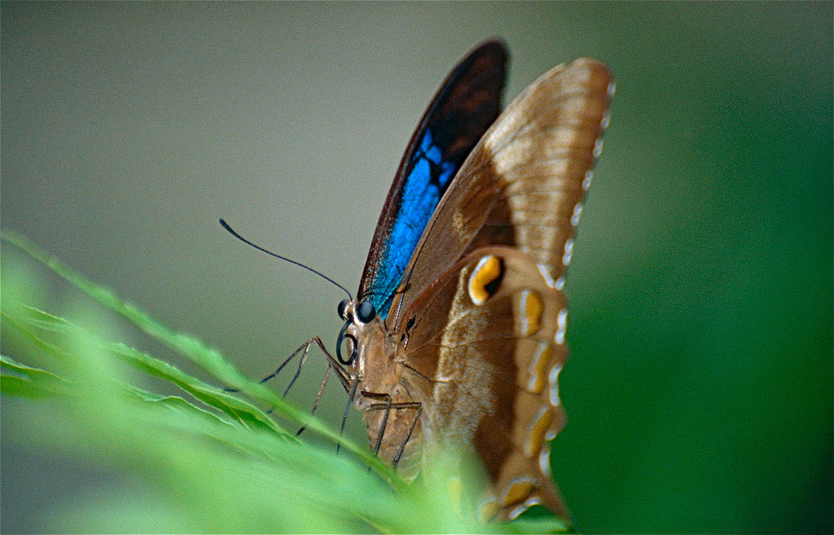 File:Ulysses Butterfly (Papilio ulysses) (9875033315).jpg 