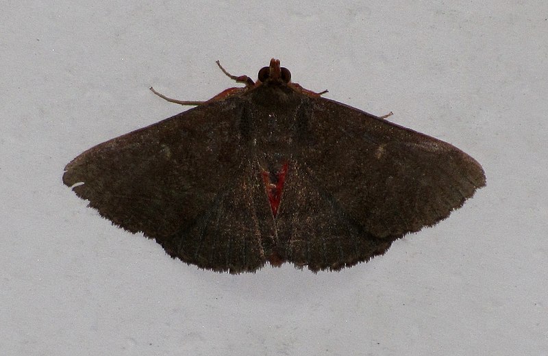 File:Unidentified moth 6098.jpg