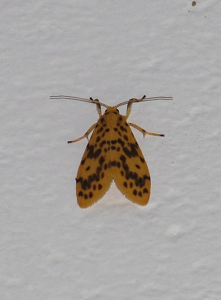 File:Unidentified moth 6823.JPG