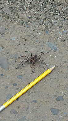 Up-island spider specimen UpIslandSpider-1.jpg