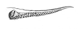 Hectocotylus of Uroteuthis duvauceli: one tentacle of the male is adapted for transferring the spermatophore Uroteuthis duvauceli hectocotylus.jpg