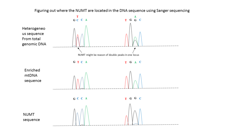 File:Use of Sanger sequencing to locate NUMT insertion in the nuclear genome.PNG