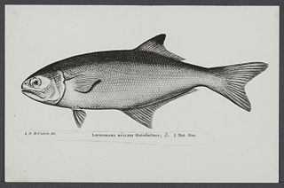 <span class="mw-page-title-main">Spot-fin beachsalmon</span> Species of fish