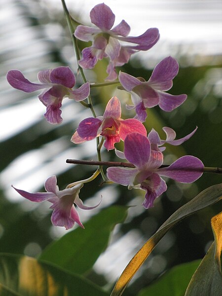 File:Vanda (Orchidaceae) (2).jpg