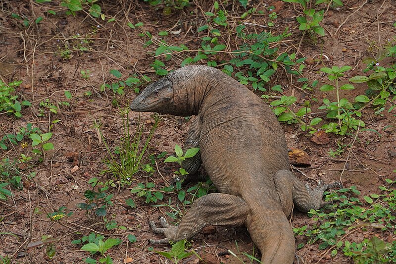 File:Varanus bengalensis01272.jpg