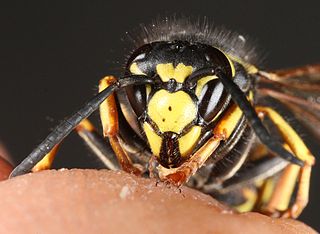 <i>Vespula austriaca</i> Species of wasp