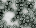 Viruses-11-00477-g006-A.png