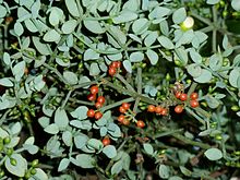 Viskom rotundifolium, a, Uniegeboutuine.jpg