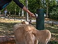 * Nomination Dog drinking water of a drinking fountain at Campo de los Palacios, Olarizu Park. Vitoria-Gasteiz, Basque Country, Spain --Basotxerri 10:52, 30 September 2017 (UTC) * Promotion Good quality. -- Johann Jaritz 12:54, 30 September 2017 (UTC)