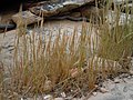 Gewoon langbaardgras (Vulpia myuros)