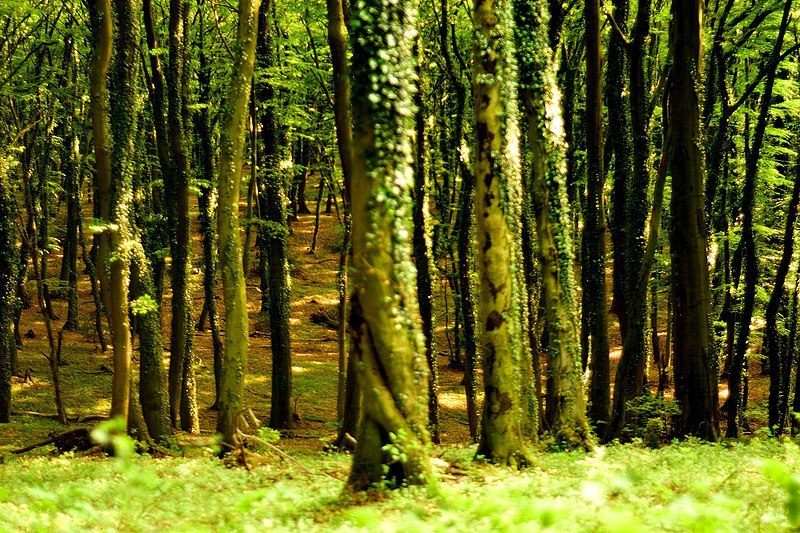 File:Waldmeister-Buchenwald-Intruper-Berg.jpg