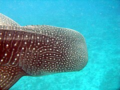 Whale Shark, Megaquarium Wiki