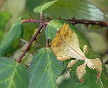 Un insecto hoja (Phasmatodea).